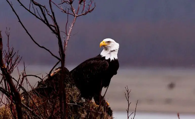 Águila Calva en Alaska