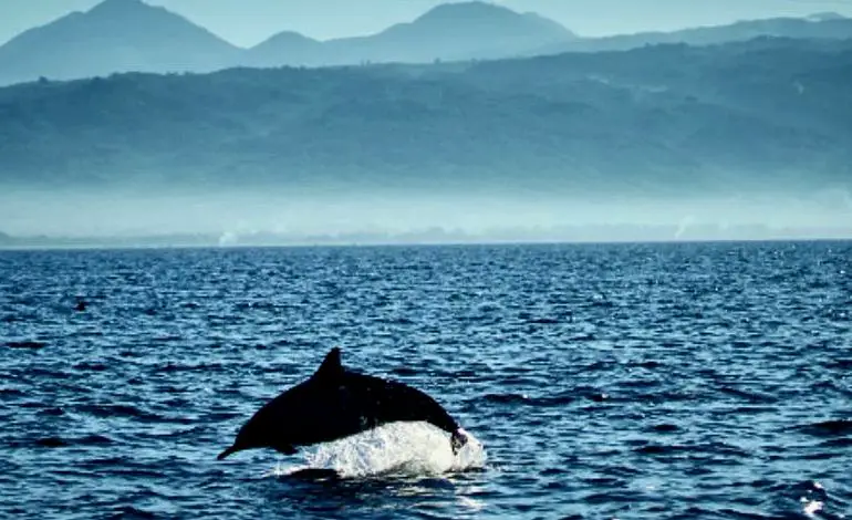Dolphin in Alaska
